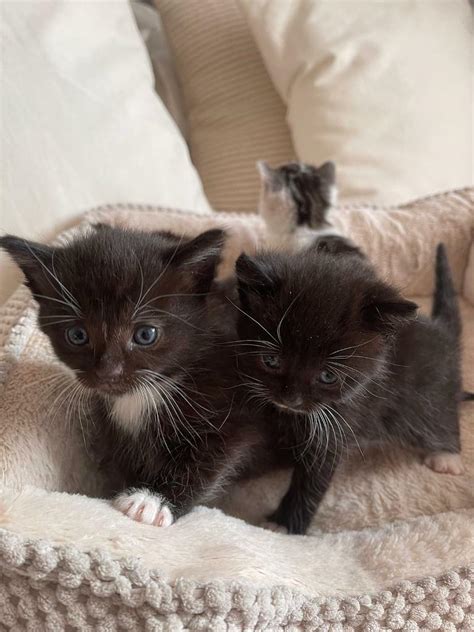 Advice on the welfare of oriental cats available. . Kittens for sale east sussex